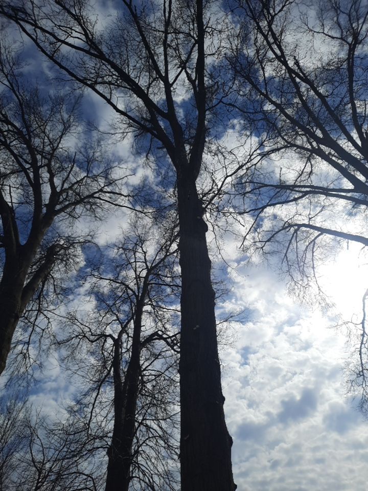 Tree Trimming using Tree Pruing by Mike Jones & Sons Tree Service LLC 