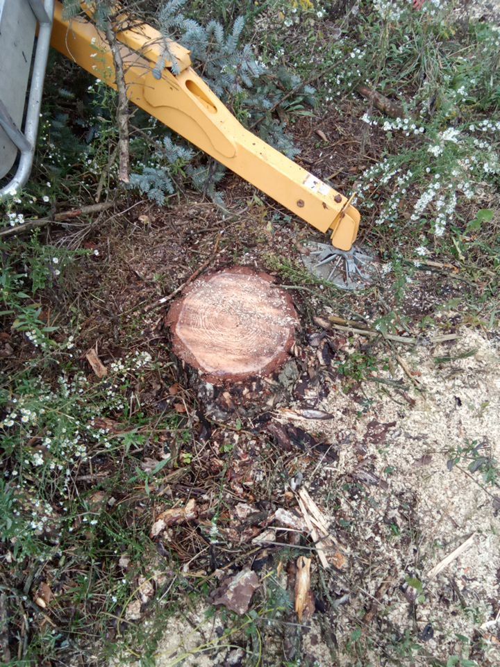 Tree Removal using Tree Removal by Mike Jones & Sons Tree Service LLC 