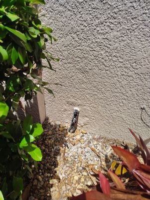 Project in Kissimmee