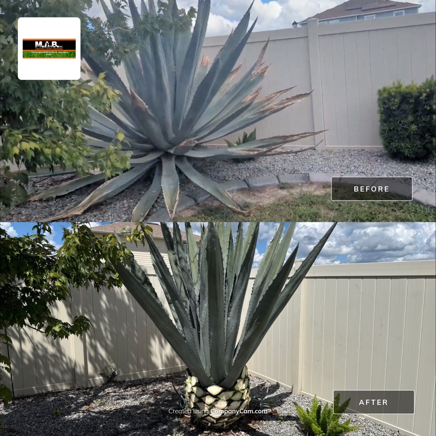  Agave Plants Trimming by 
M.A.B. Landscaping & Property Maintenance