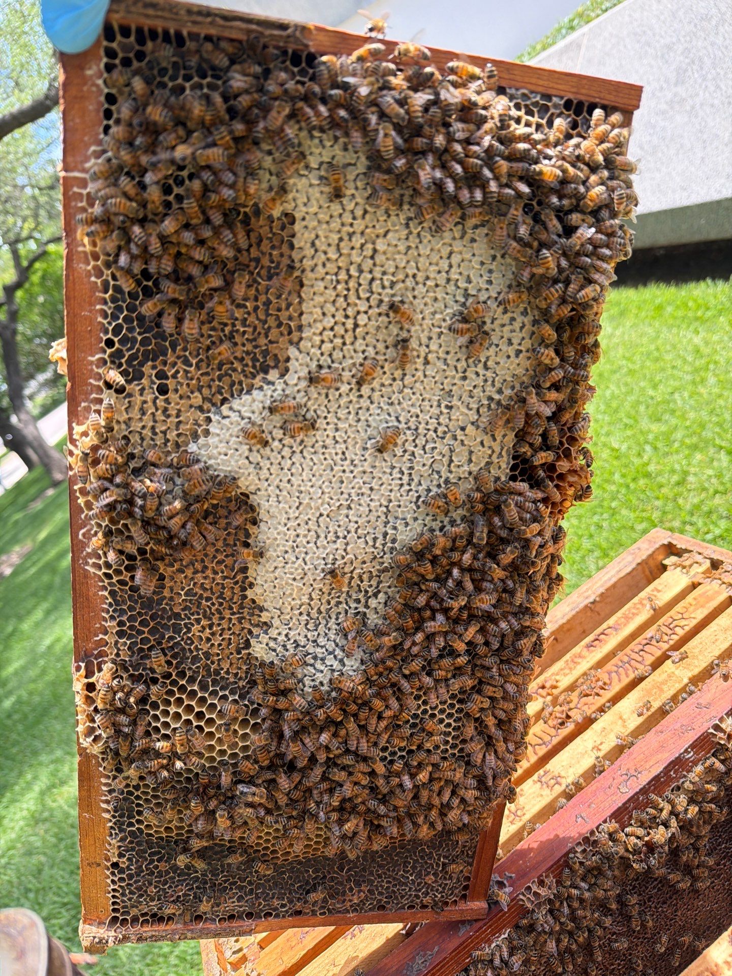 Addison by Rockwall Honey Bee Company