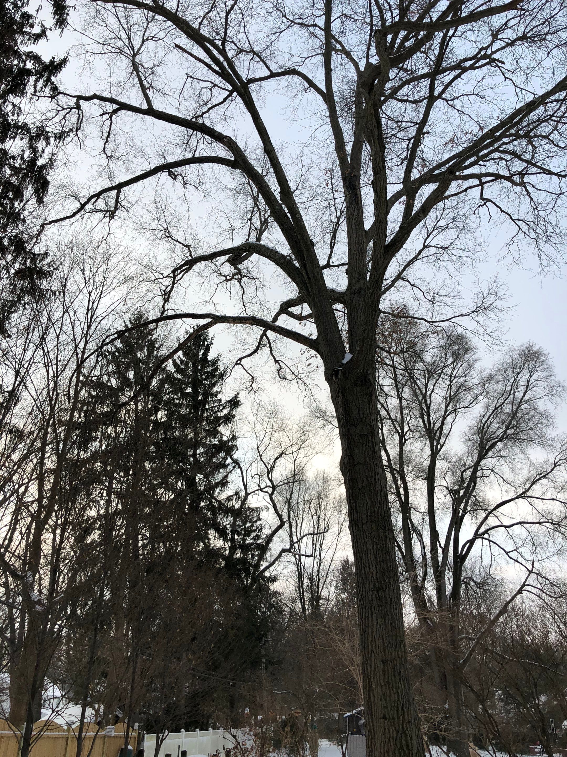Firewood Delivery  using Seasoned Firewood by Mike Jones & Sons Tree Service LLC 