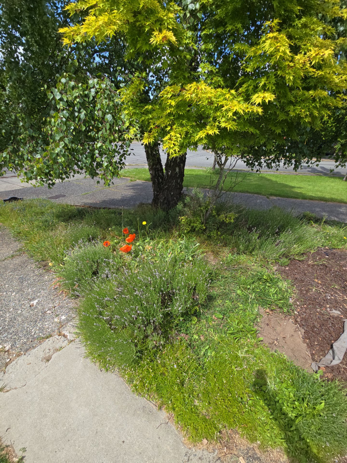 Front Yard Ecological Conversion – A West Coast-Inspired Low-Maintenance Oasis by Habanero Garden and Exterior Care