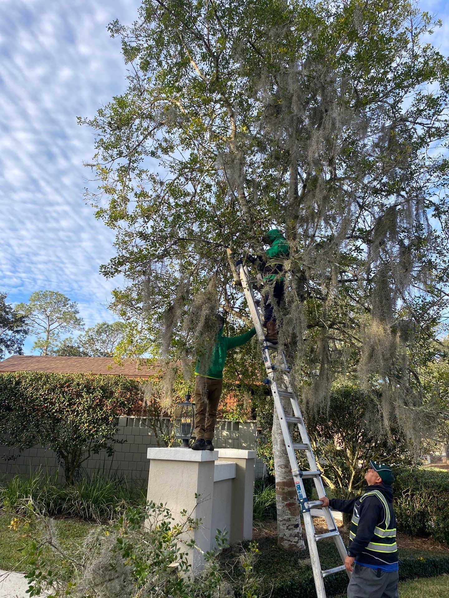 Deerwood Resident | Tree Removal & Trench by ProGreen Services