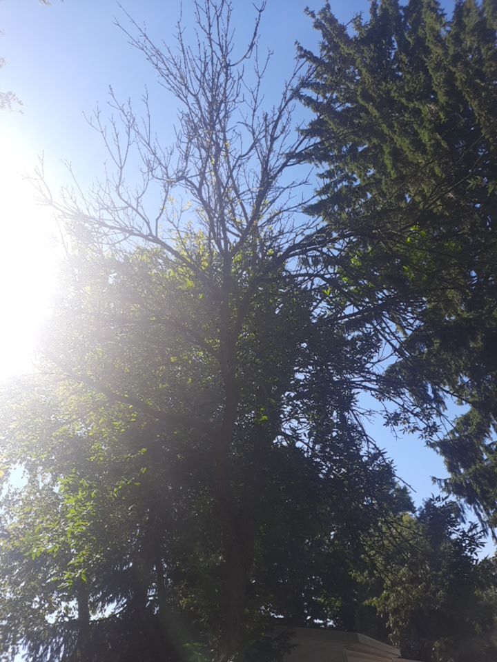 Tree Removal using Tree Removal by Mike Jones & Sons Tree Service LLC 