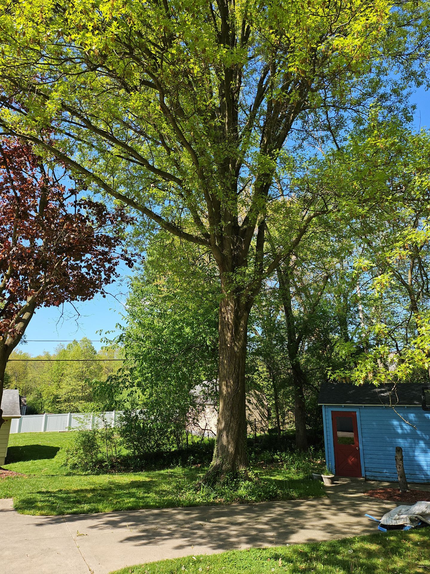 Tree Trimming using Tree Pruing by Mike Jones & Sons Tree Service LLC 