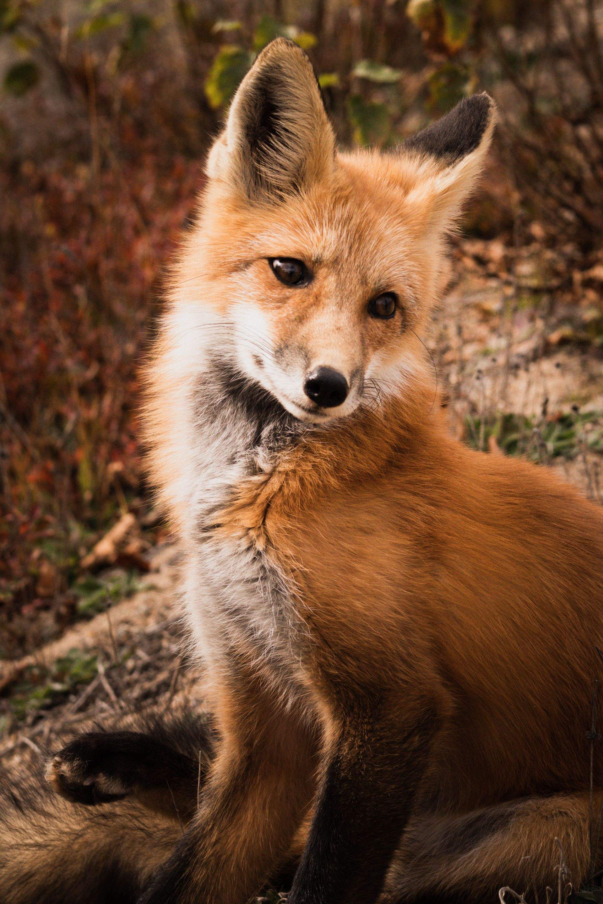 Animals using Ruby by CompanyCam