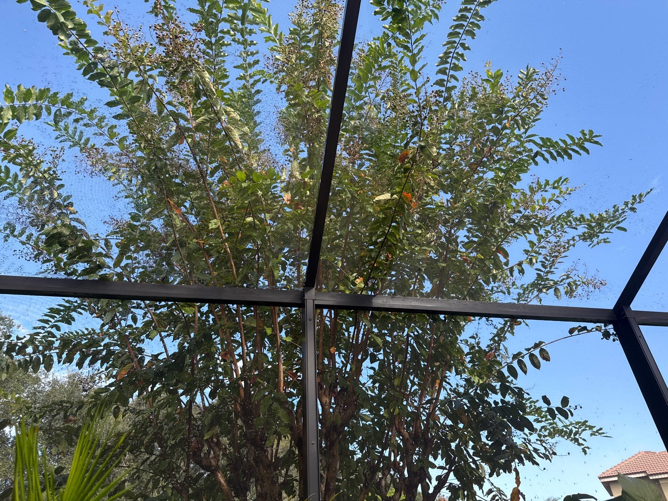 Pool Cage Cleaning | Rye Wilderness, Bradenton FL by Sunshine AquaWash