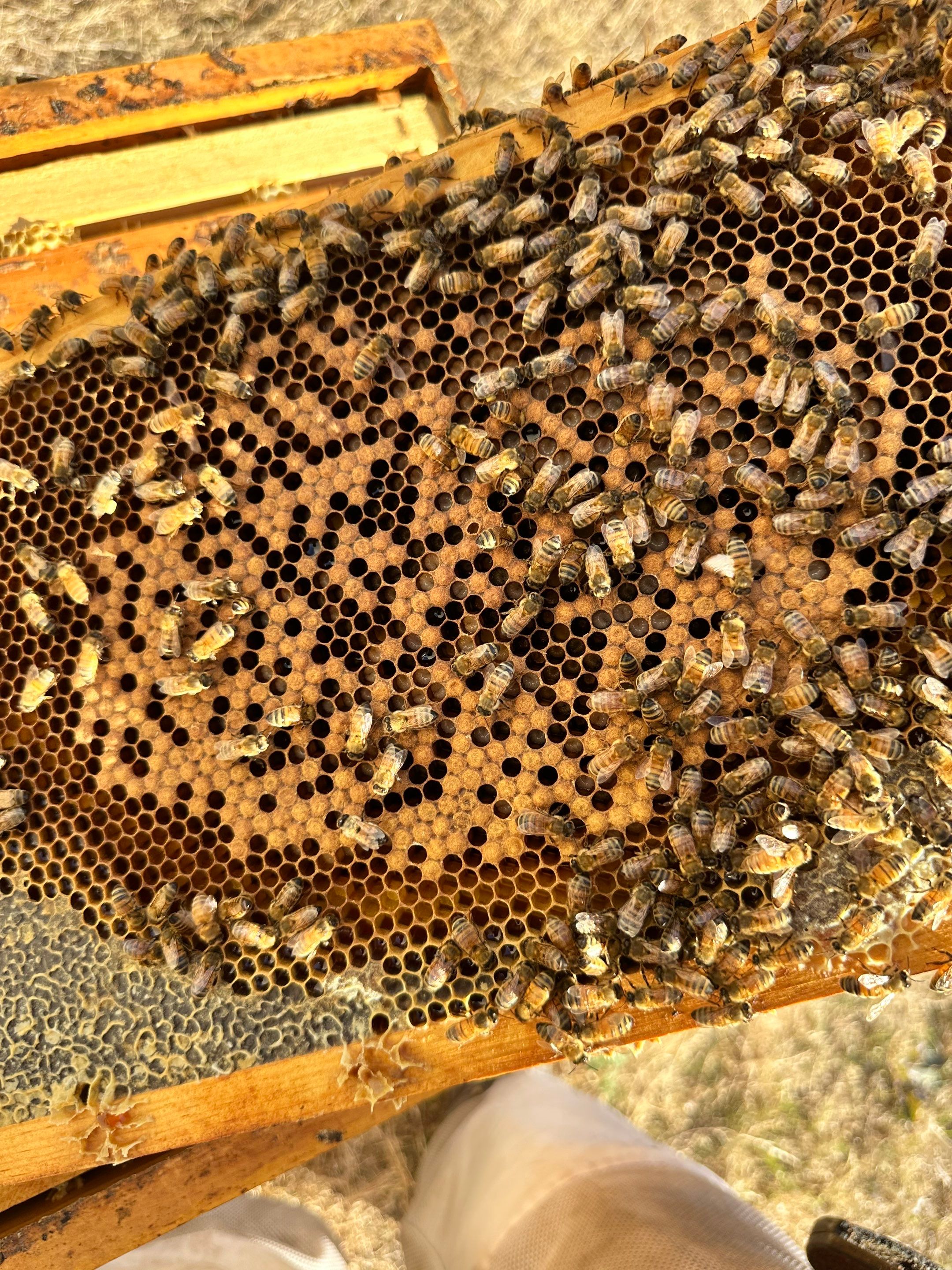Big Rig Lot Bees by Rockwall Honey Bee Company