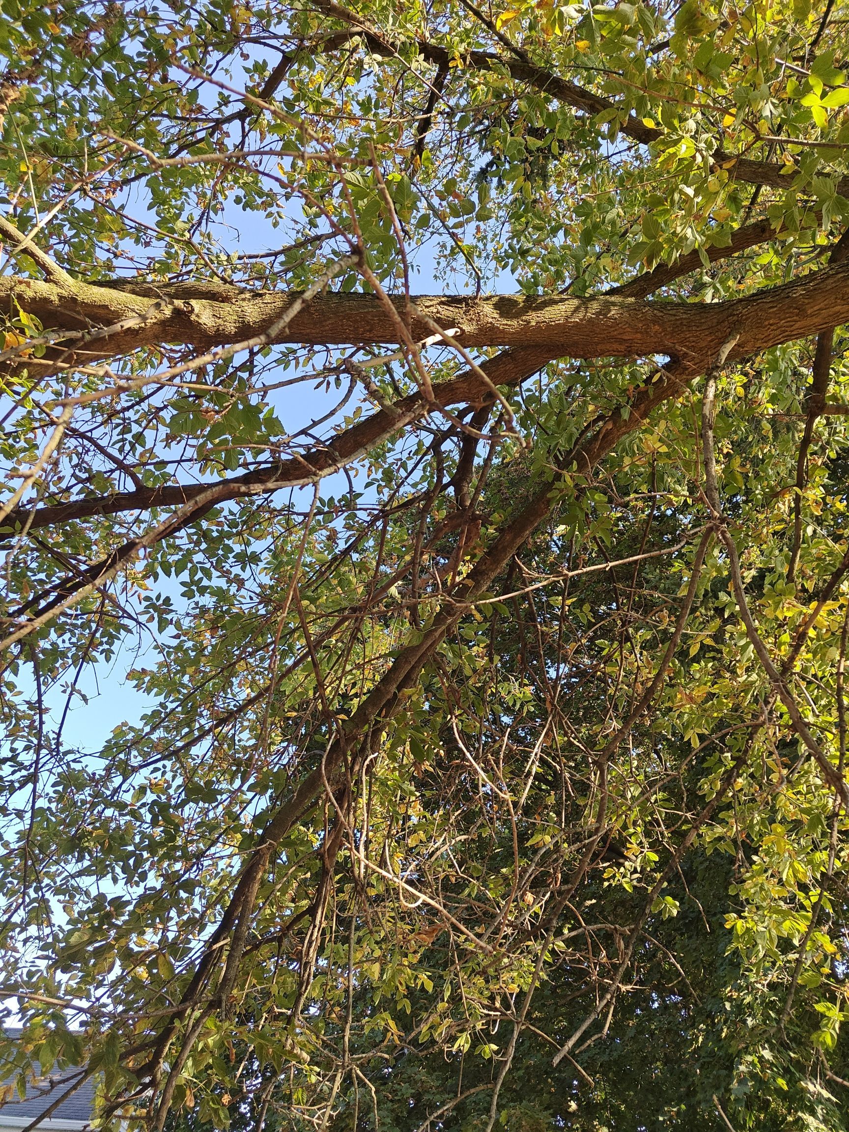 Tree Trimming using Tree Pruing by Mike Jones & Sons Tree Service LLC 