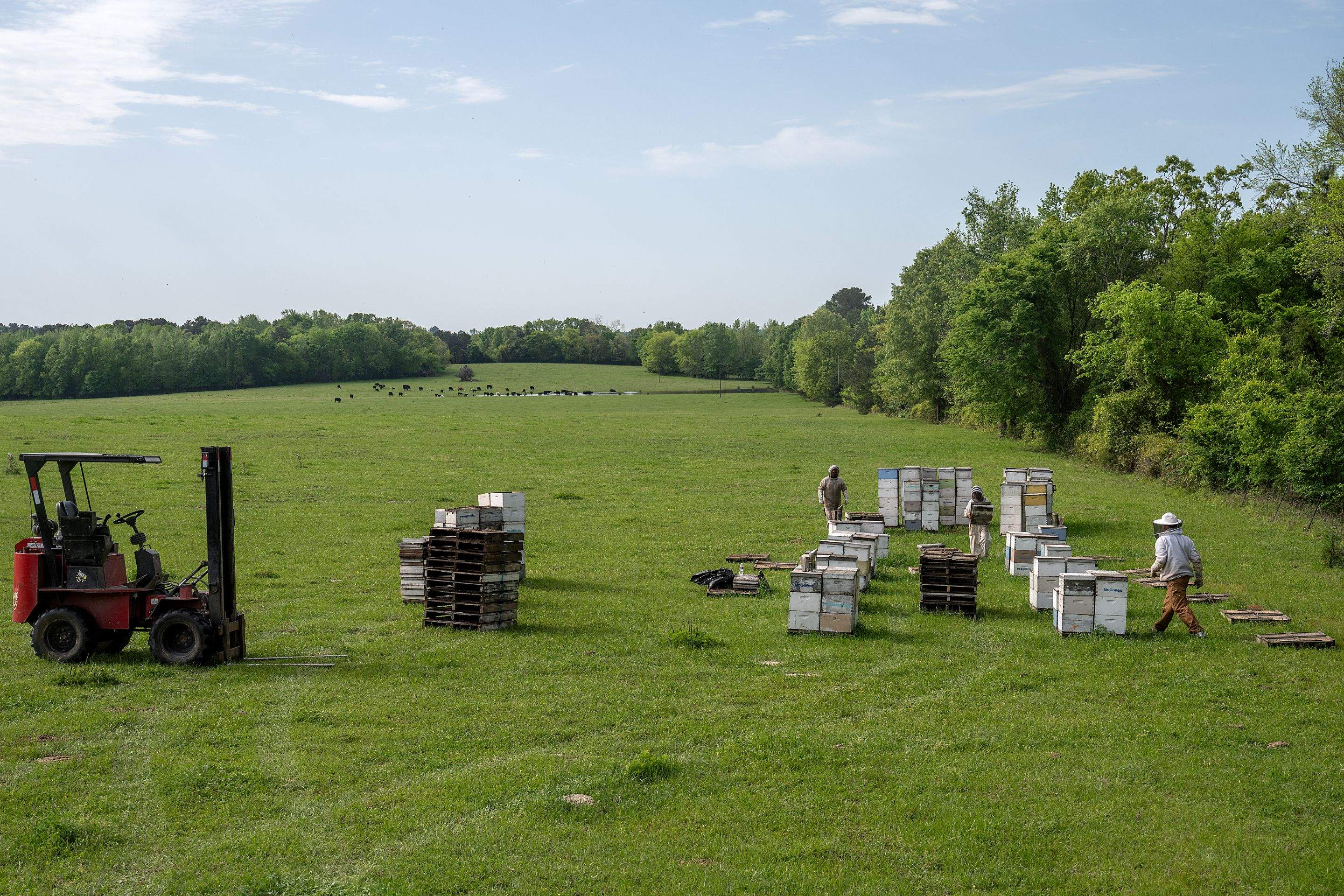 Splits in East Texas by Rockwall Honey Bee Company