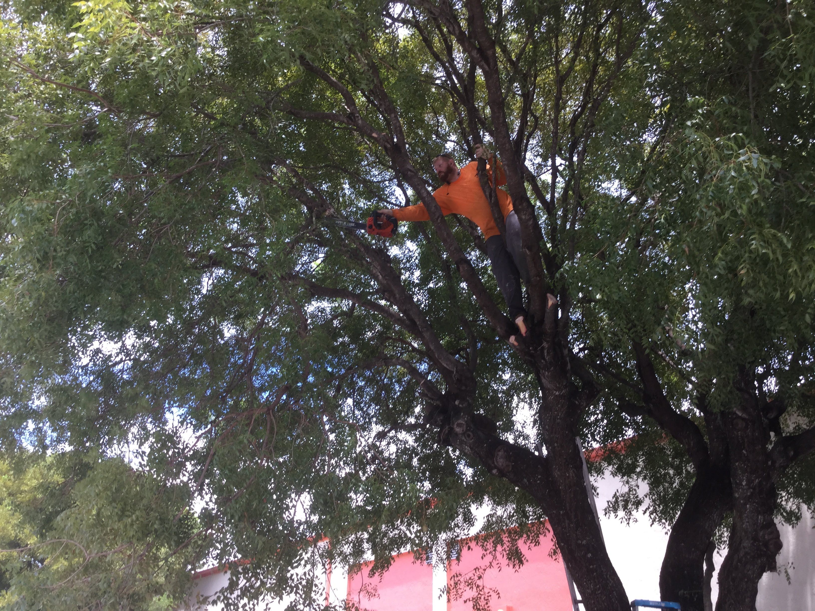 Commercial Tree Trimming & Debris Removal by
M.A.B. Landscaping & Property Maintenance
