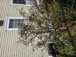 Window Cleaning in Boonton, NJ — Gallo Bros job photo