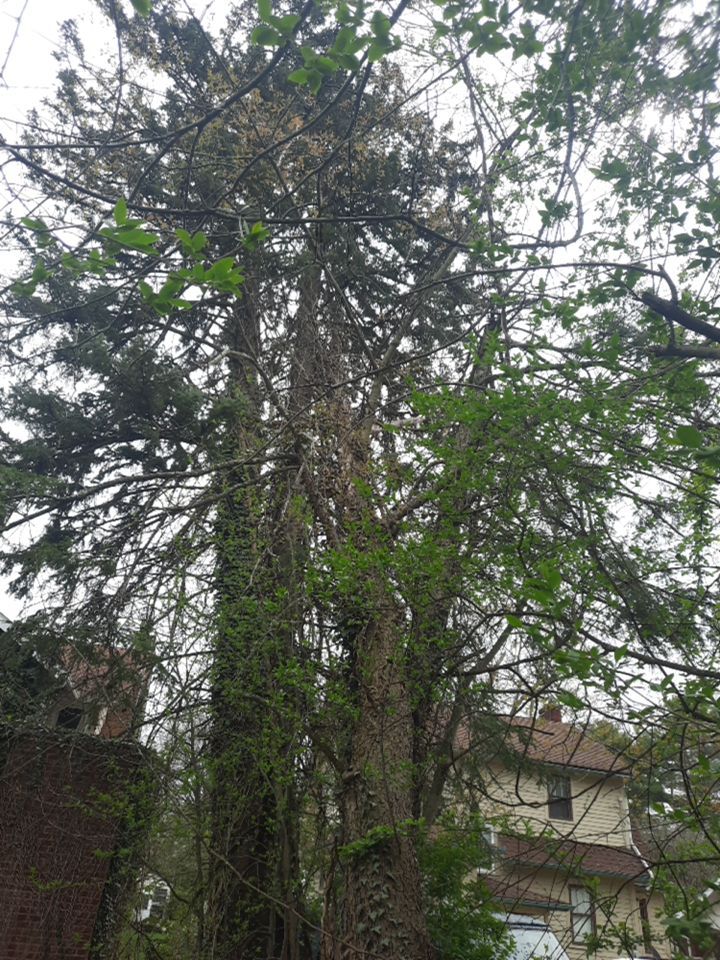 Tree Removal using Tree Removal by Mike Jones & Sons Tree Service LLC 