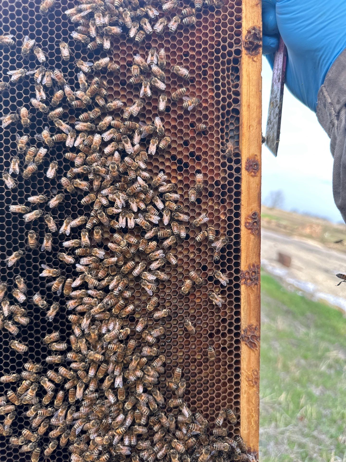 Honey-Maker Apiary in Greenville by Rockwall Honey Bee Company