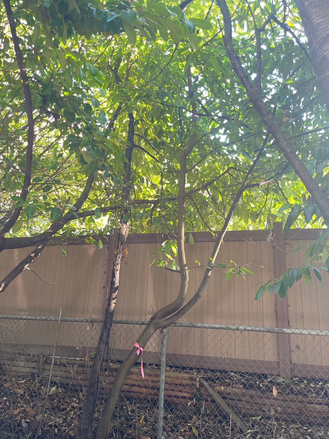 Tree Removal using Tree Removal by Mike Jones & Sons Tree Service LLC 