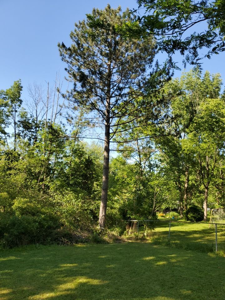 Tree Removal using Tree Removal by Mike Jones & Sons Tree Service LLC 