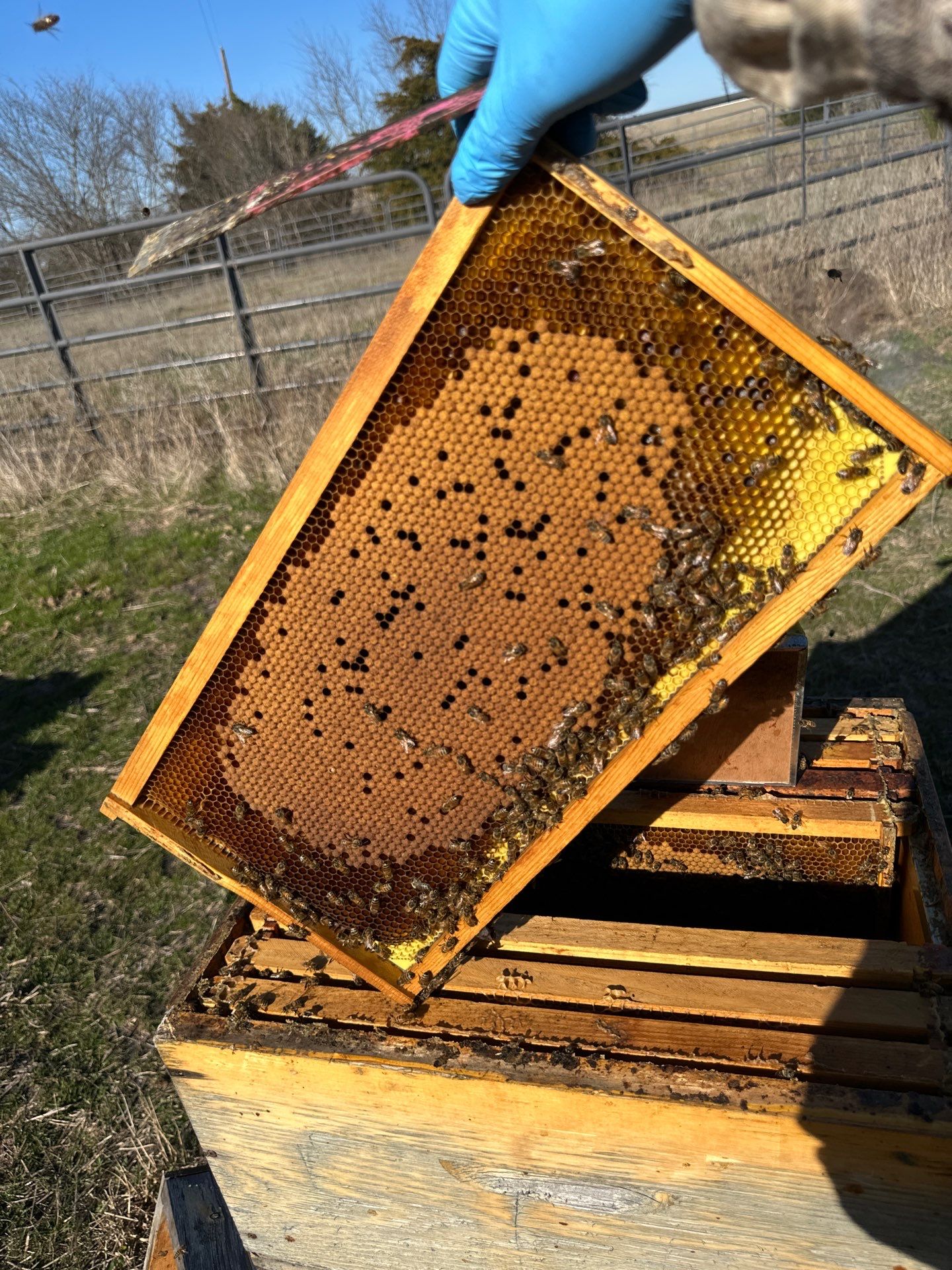 Bees for Ag. Exemption in Rockwall by Rockwall Honey Bee Company