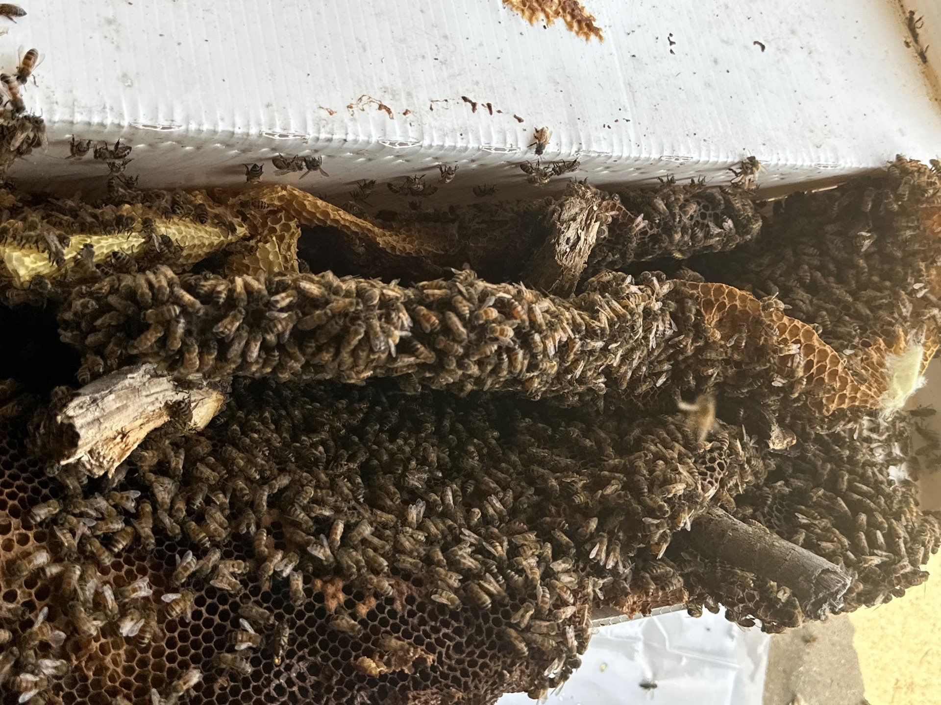 First Spring 2026 by Rockwall Honey Bee Company