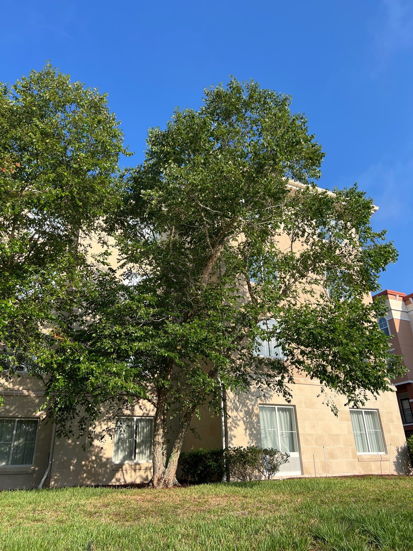 Homewood Suites | Tree Service by ProGreen Services