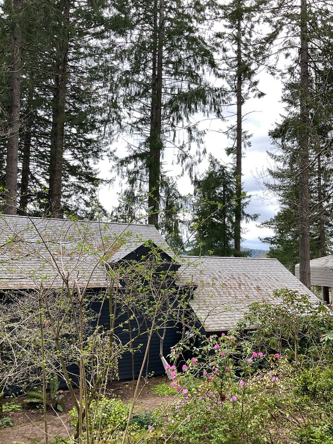 Roof Treatment using Surfactant and Biocide by Willamette Outdoor Wash LLC