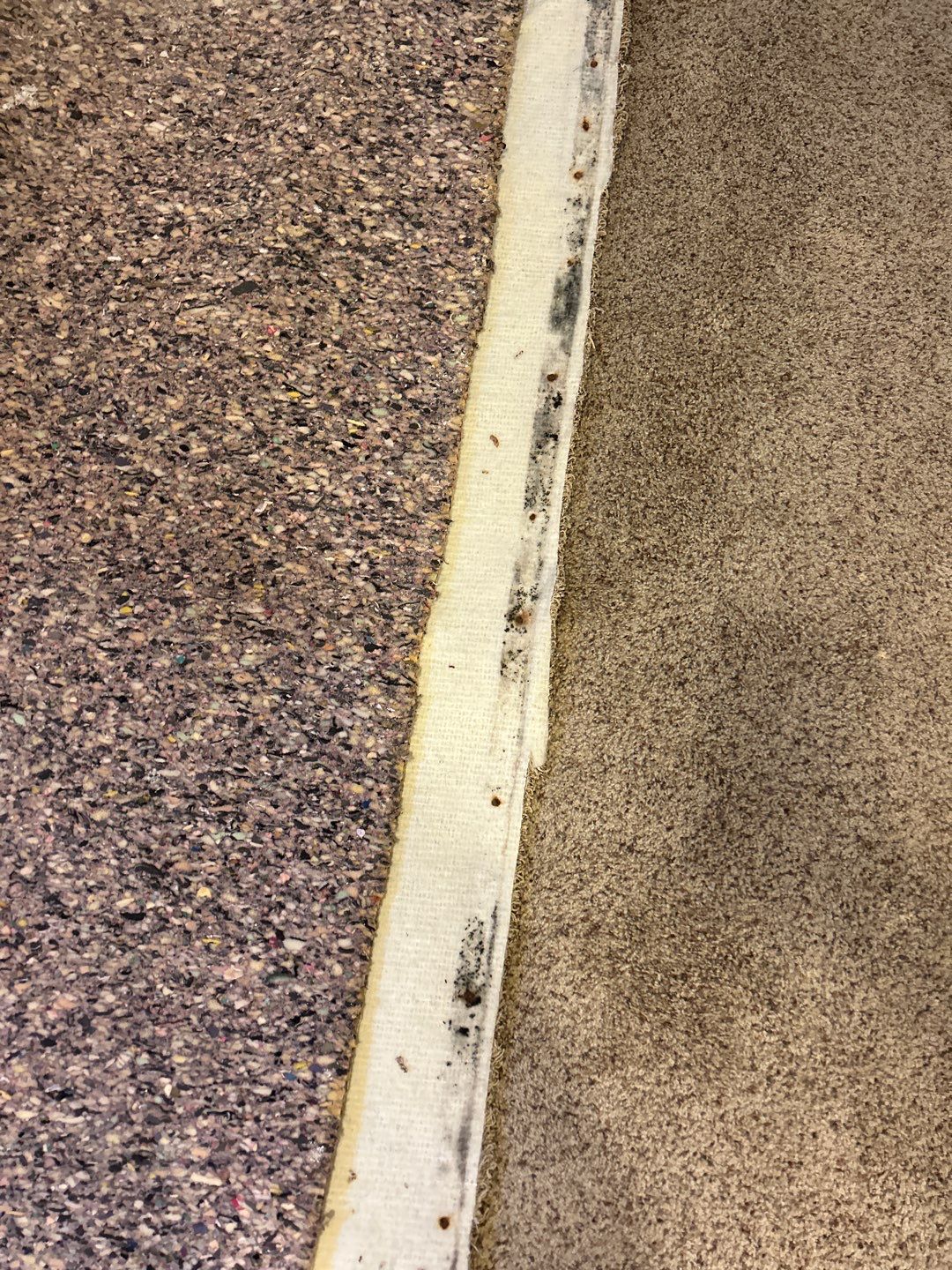 Mold Damage Project in Thornton by Accountable Home Services