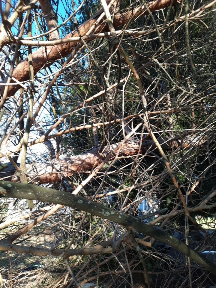 Storm Damaged Tree Removal  using Tree Removal by Mike Jones & Sons Tree Service LLC 