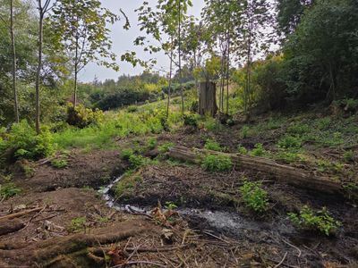 Island View - Ecological Restoration & Stewardship