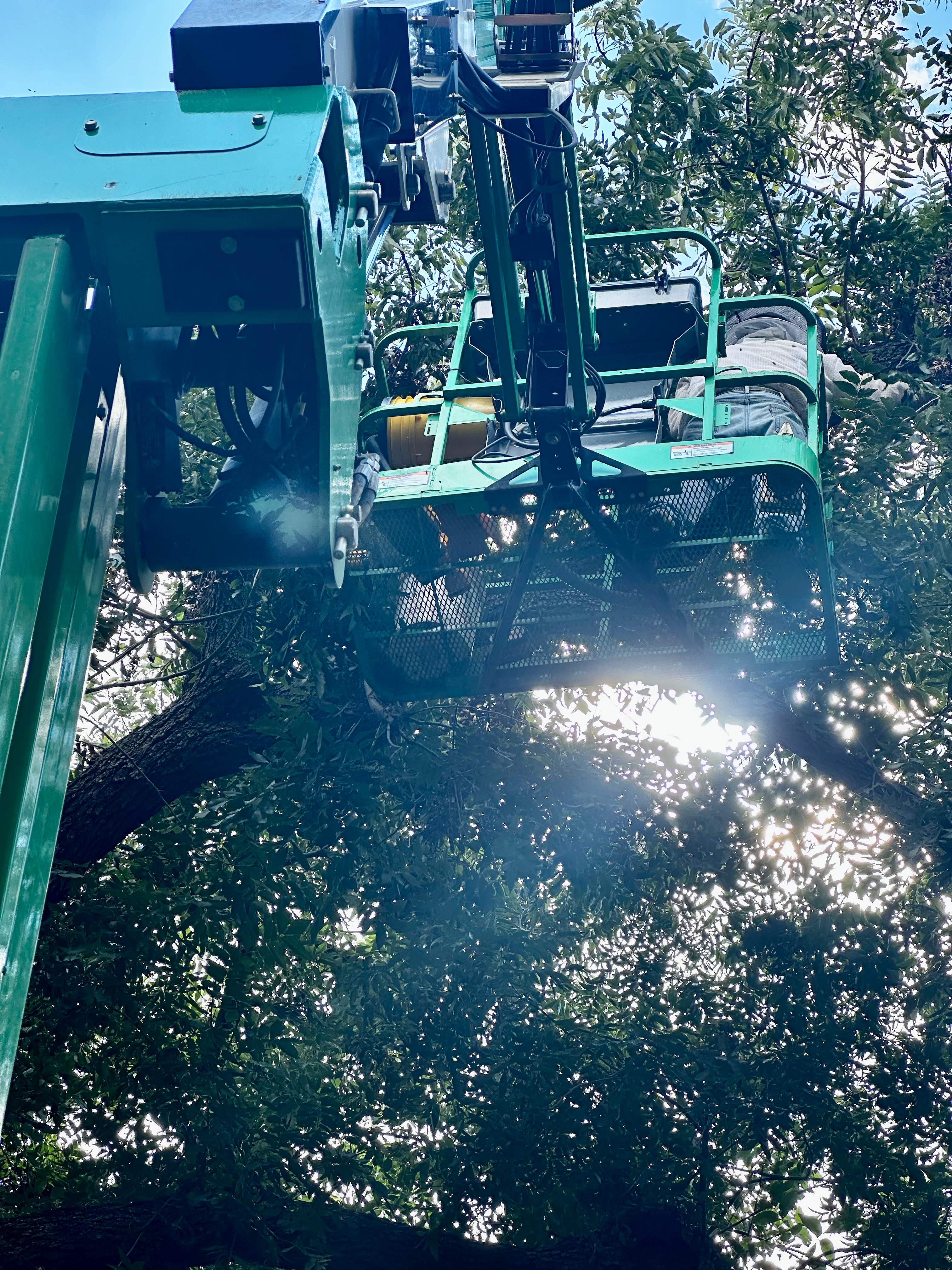 Open-Air Massive Colony by Rockwall Honey Bee Company