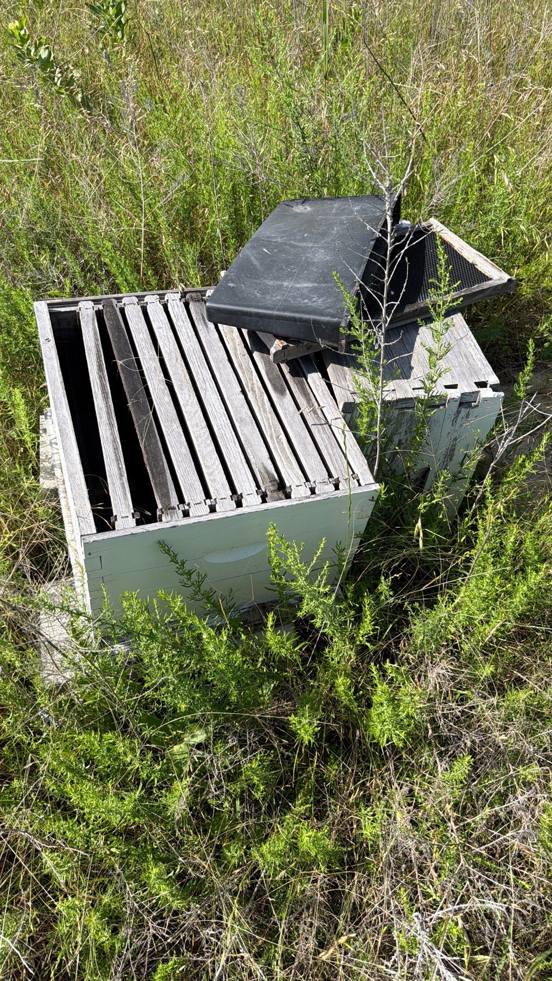 Baseball Diamond Apiary by Rockwall Honey Bee Company