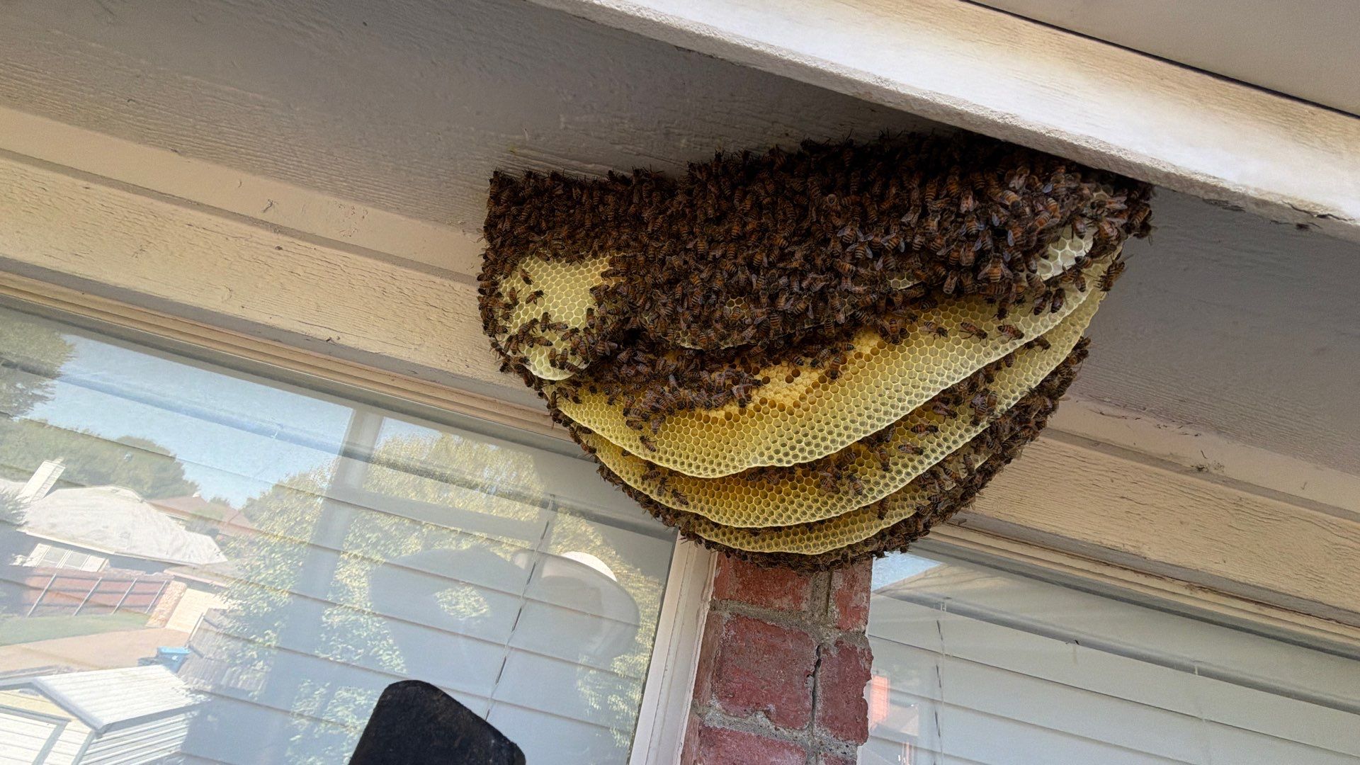 Open Air Colony in Rockwall, TX by Rockwall Honey Bee Company