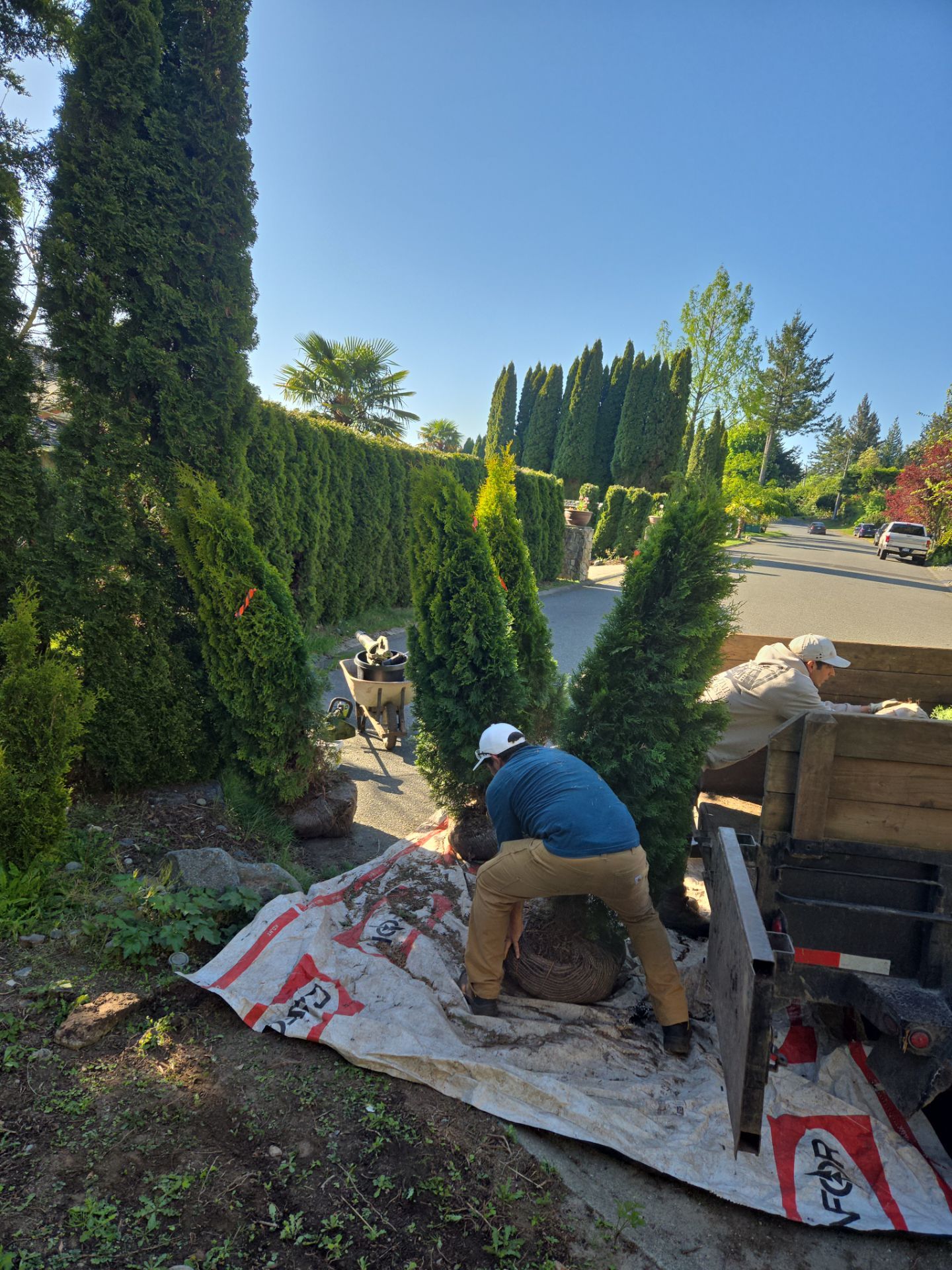 Hedge Installation – Privacy Enhancement and Visual Framing by Habanero Garden and Exterior Care