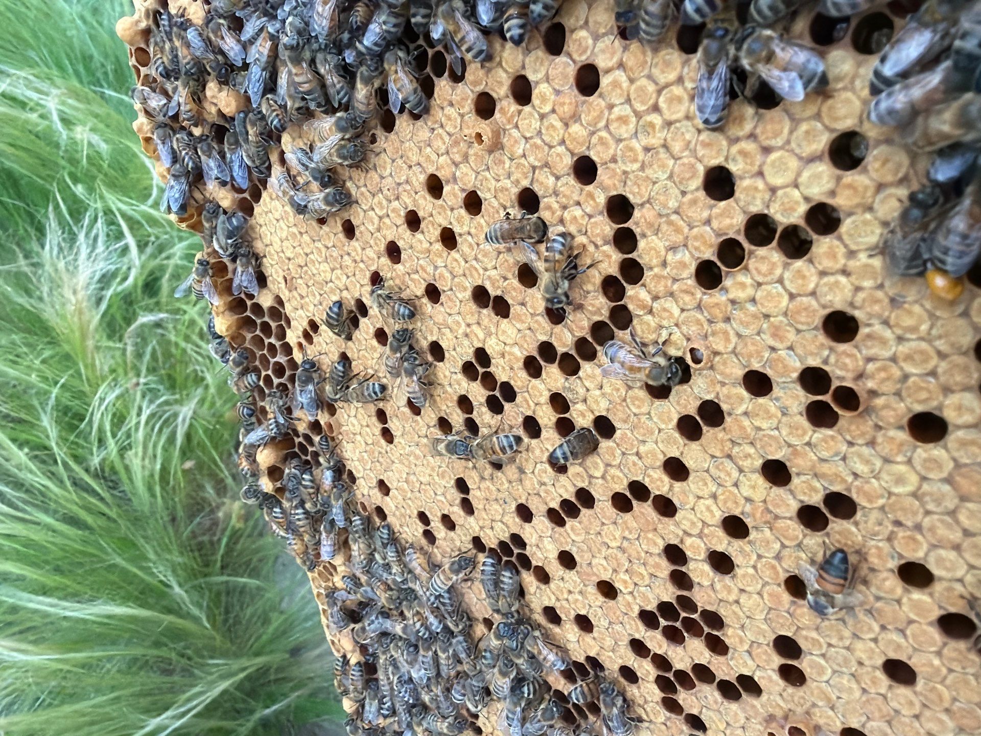 Corporate HQ by Rockwall Honey Bee Company