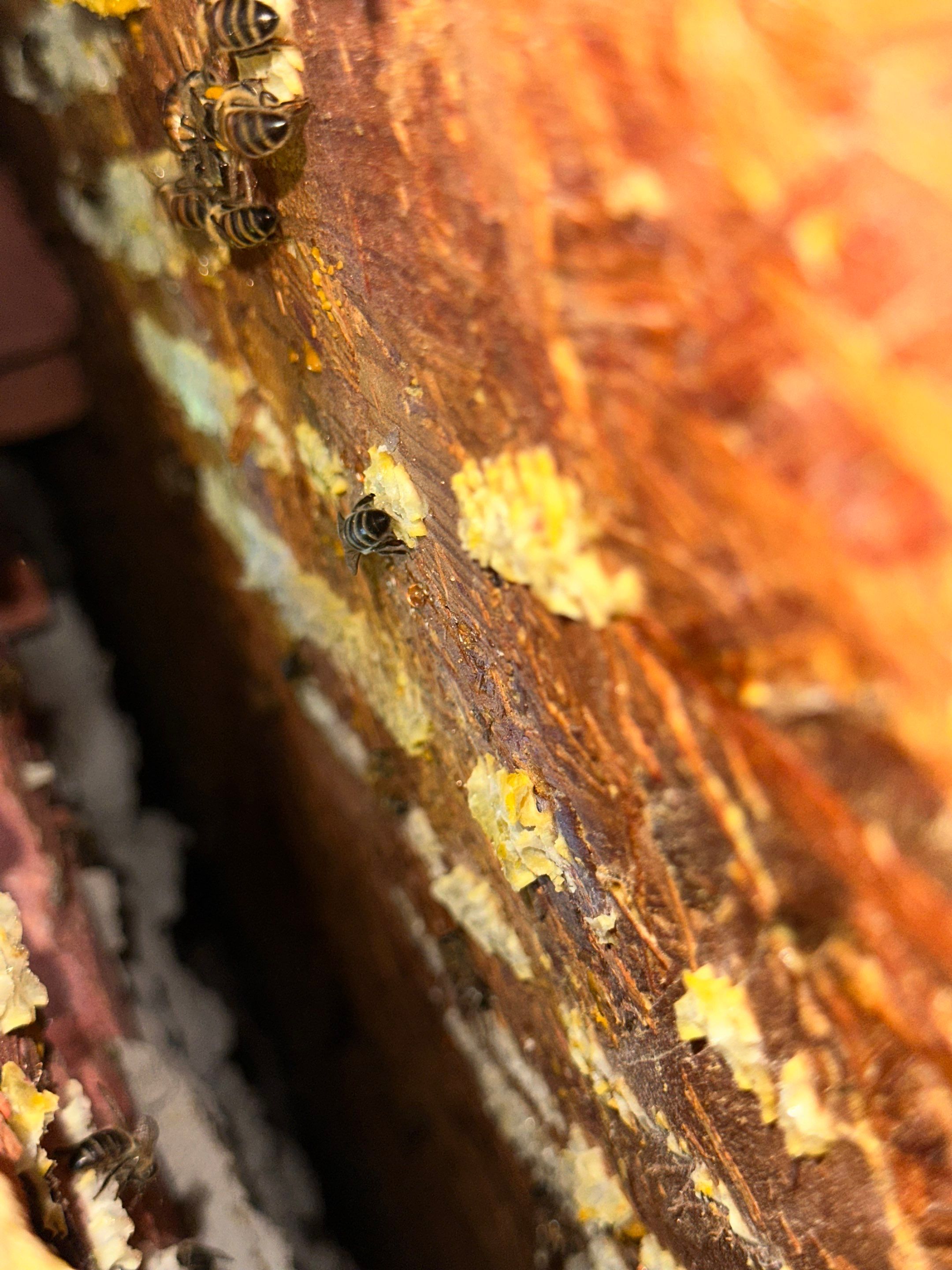 Bees Behind Bricks by Rockwall Honey Bee Company