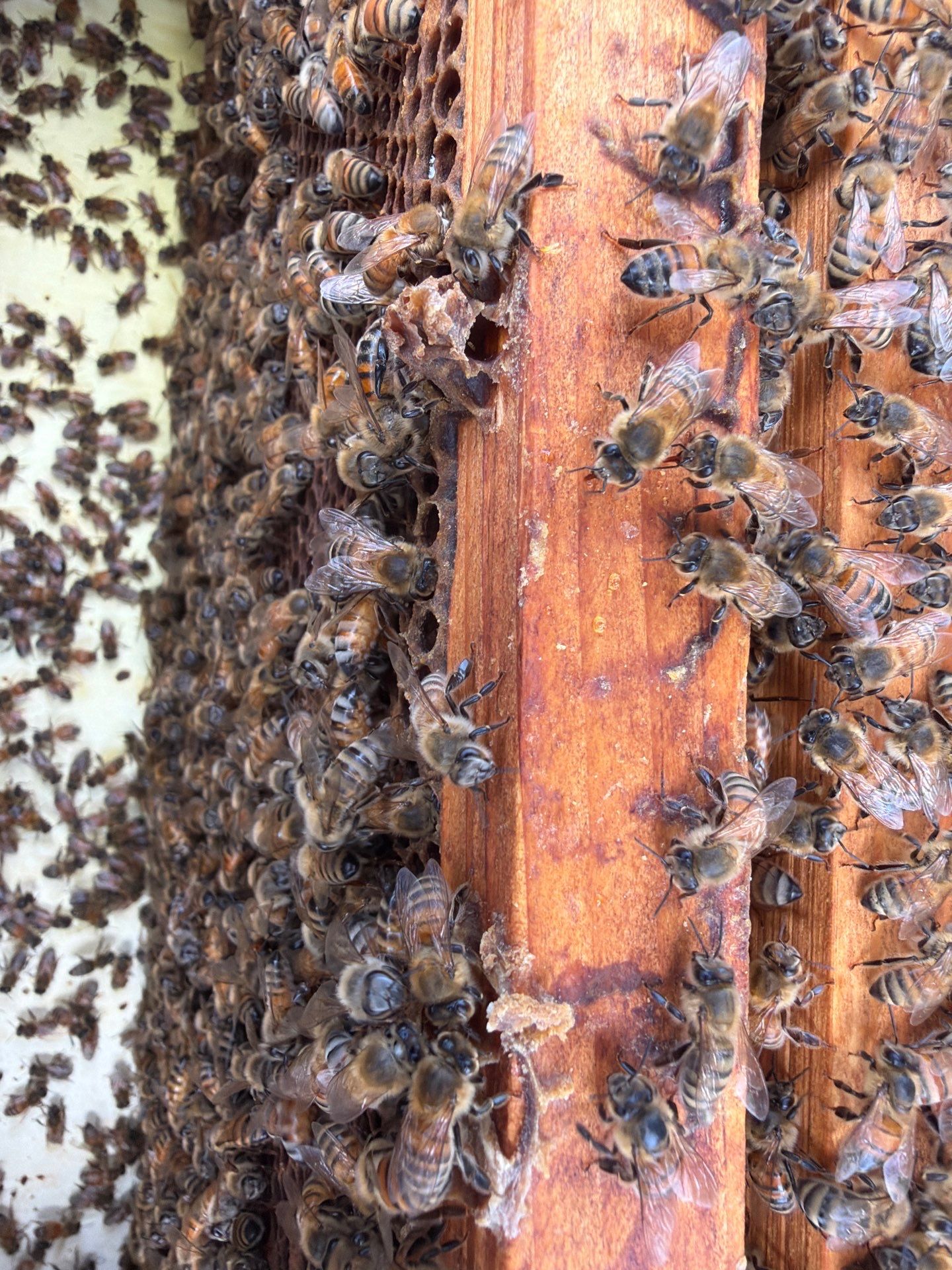 Ag. Exempt in Anna by Rockwall Honey Bee Company