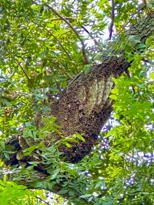 Bee Branch
