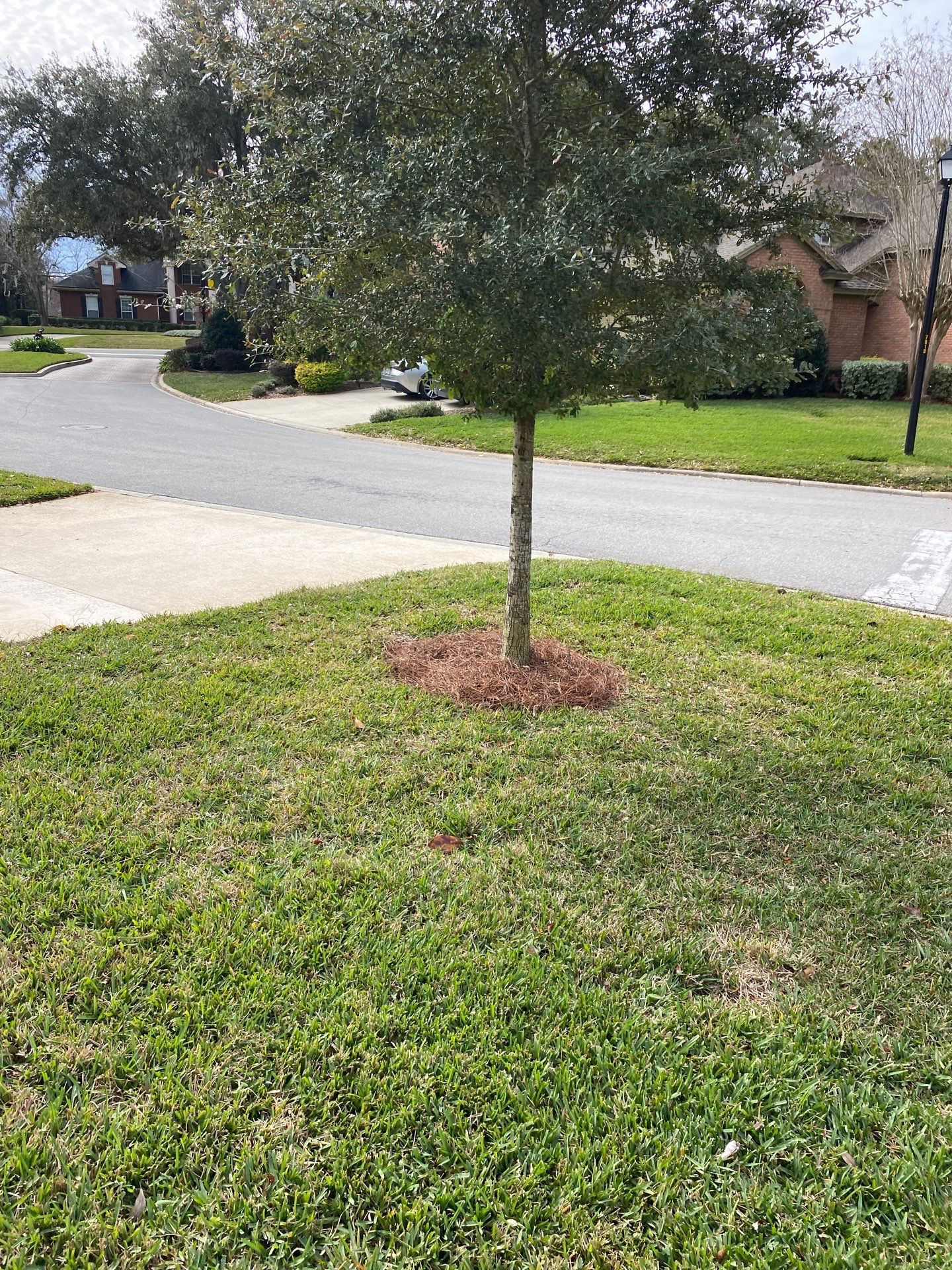 Deerwood Pointe | Tree Removal & Pine Straw Installation by ProGreen Services