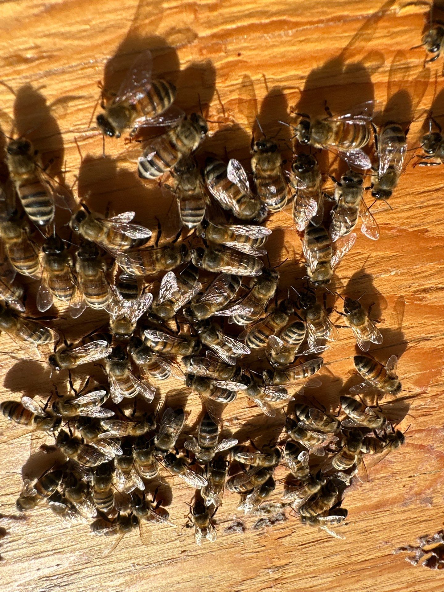 Urban Bees in Richardson by Rockwall Honey Bee Company
