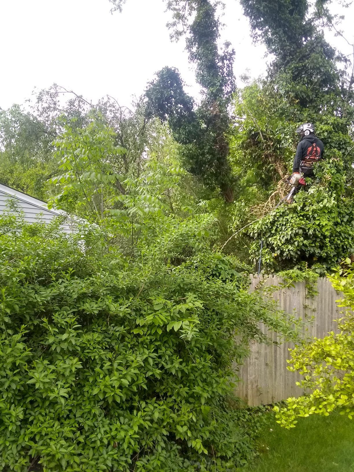 Tree Removal using Tree Removal by Mike Jones & Sons Tree Service LLC 