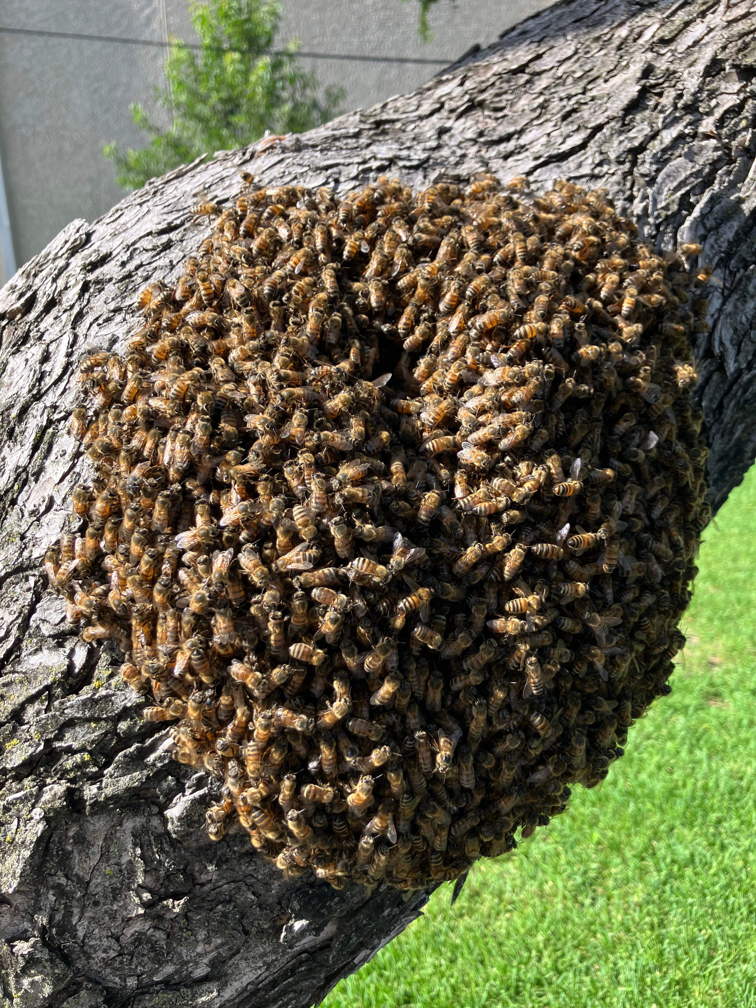 Favorite Tree Job by Rockwall Honey Bee Company