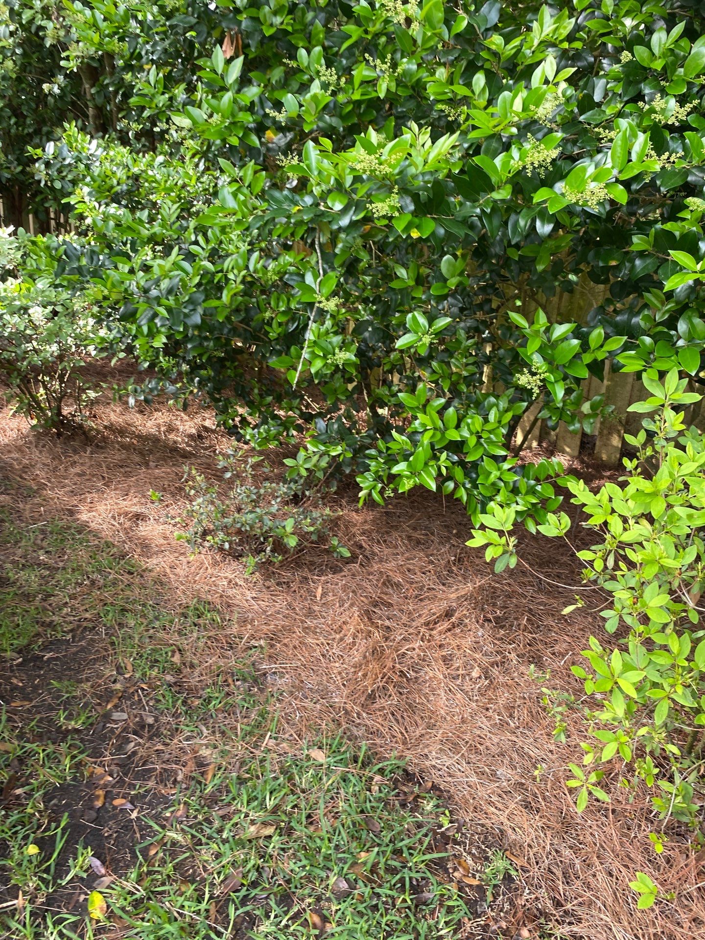 Deerwood Resident | Pine Straw Installation by ProGreen Services