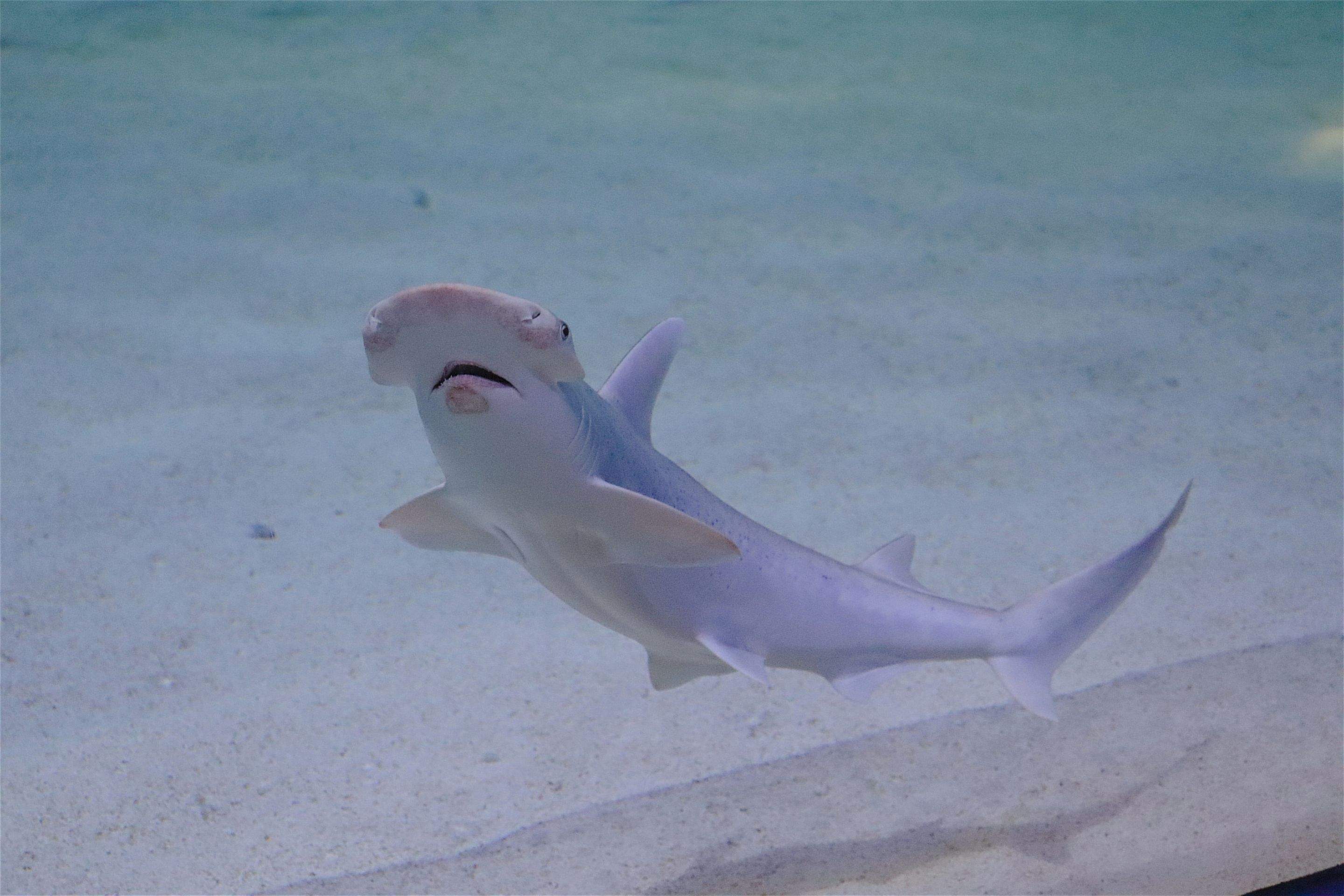 Sharks!!! by CompanyCam