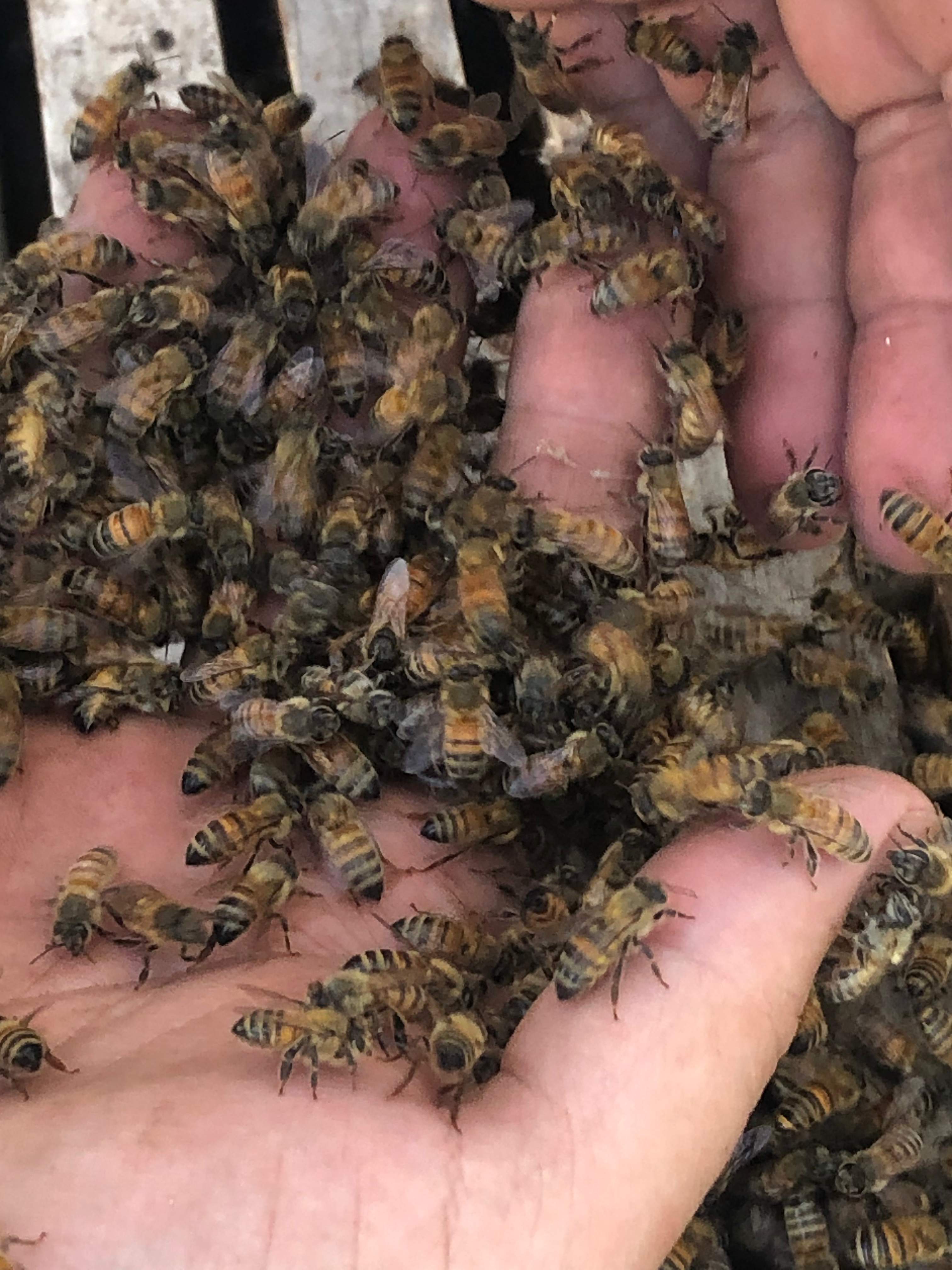 Bees Handled by Rockwall Honey Bee Company