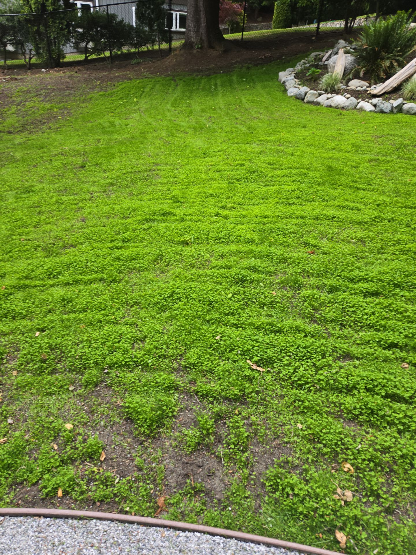 Complete Backyard Transformation with Eco-Lawn, Xeriscape, and New Chain Link Fence Installation by Habanero Garden and Exterior Care