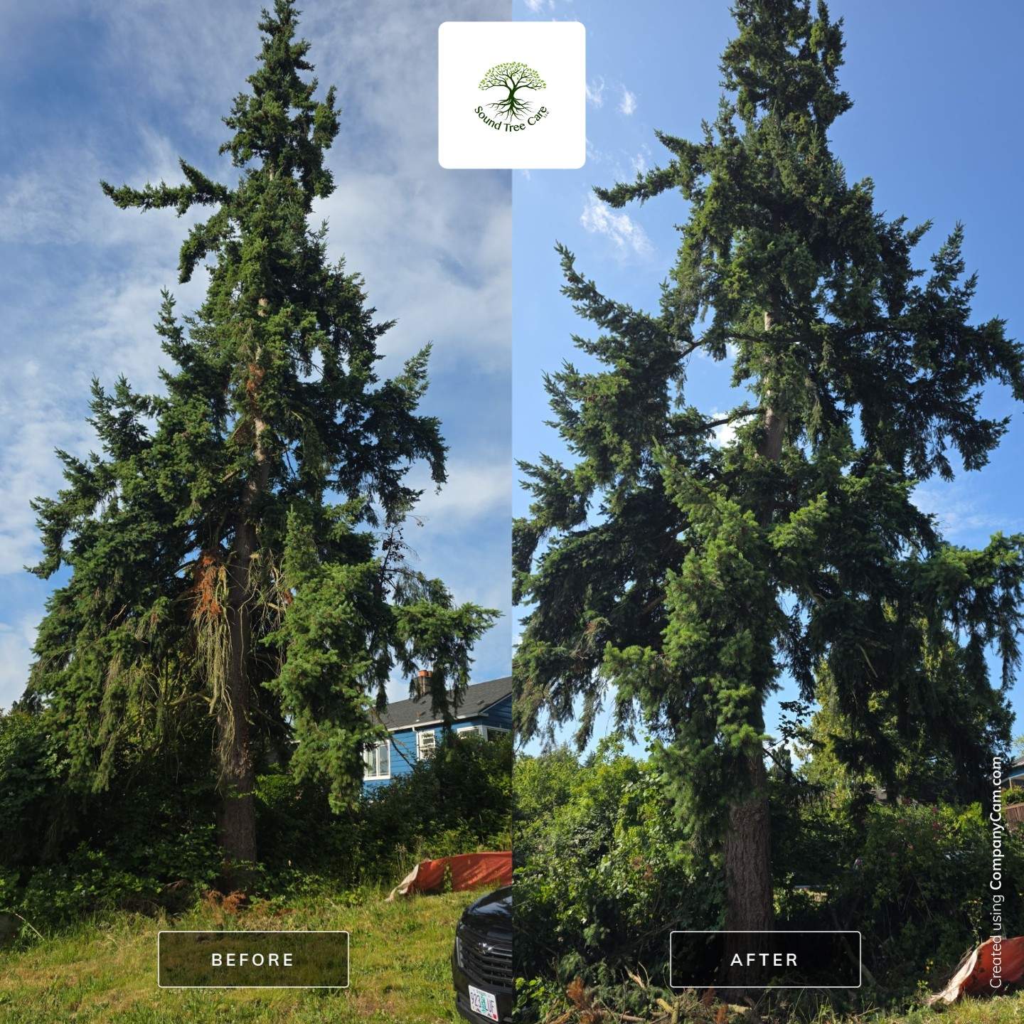 Burien Tree Trimming and Health Care by Sound Tree Care LLC