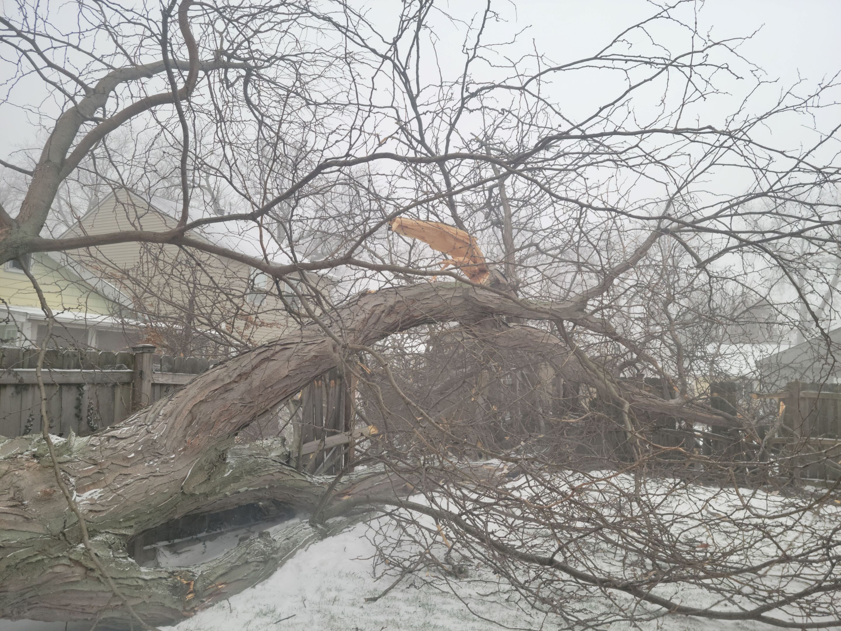 Storm Damaged Tree Removal  using Tree Removal by Mike Jones & Sons Tree Service LLC 