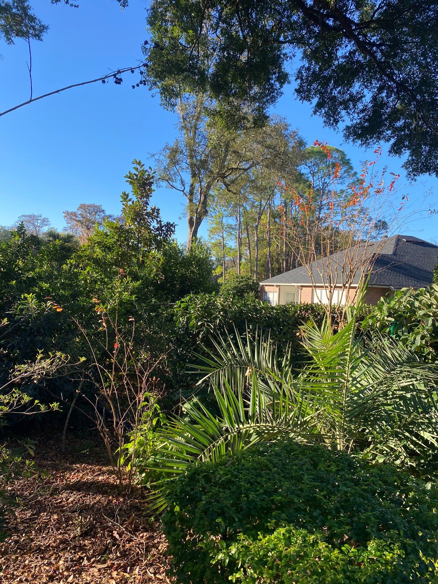 Deerwood Resident | Tree Removal by ProGreen Services