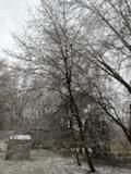 Tree Removal using Tree Removal by Mike Jones & Sons Tree Service LLC 