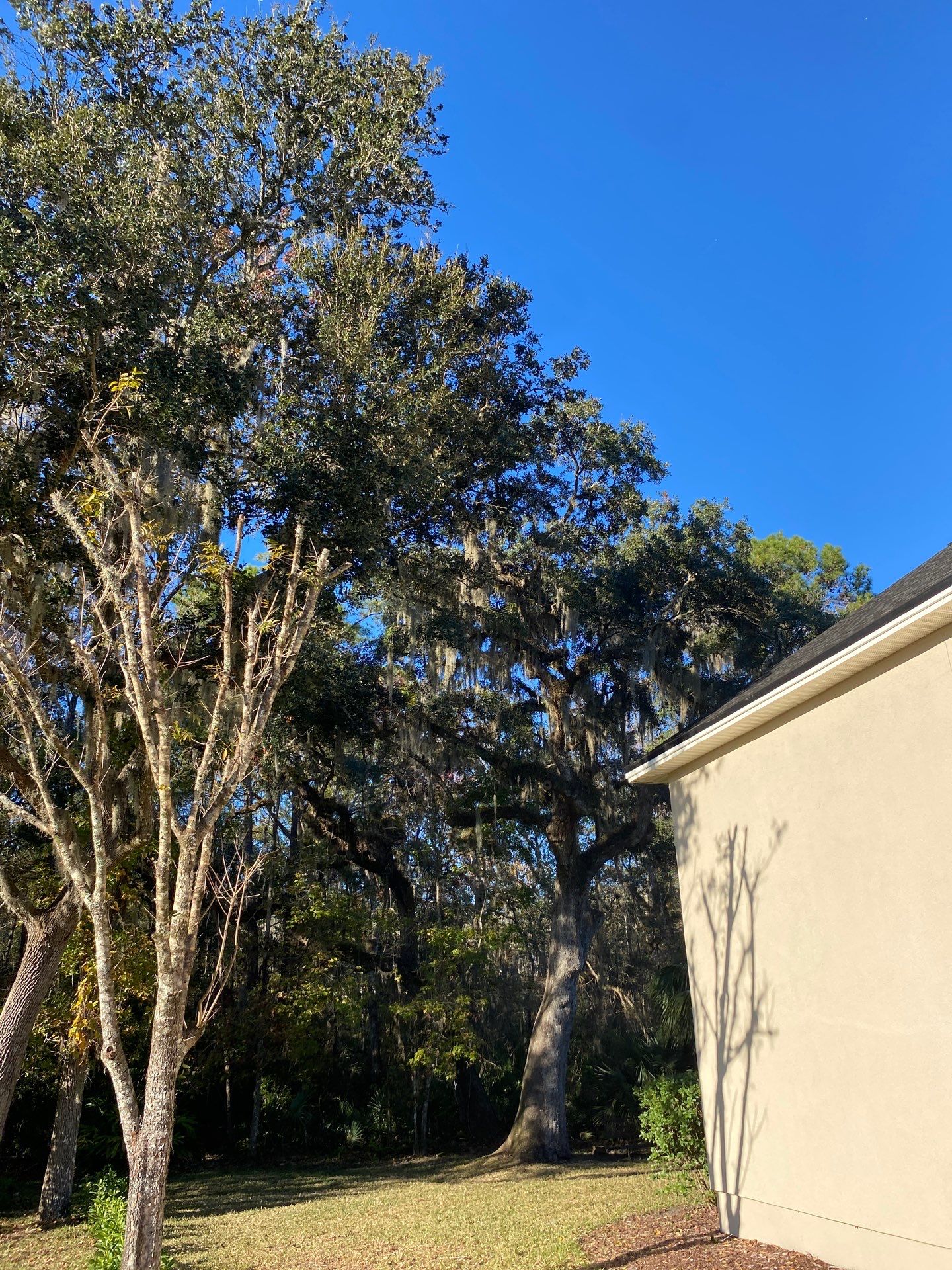 Residential | Tree Service by ProGreen Services