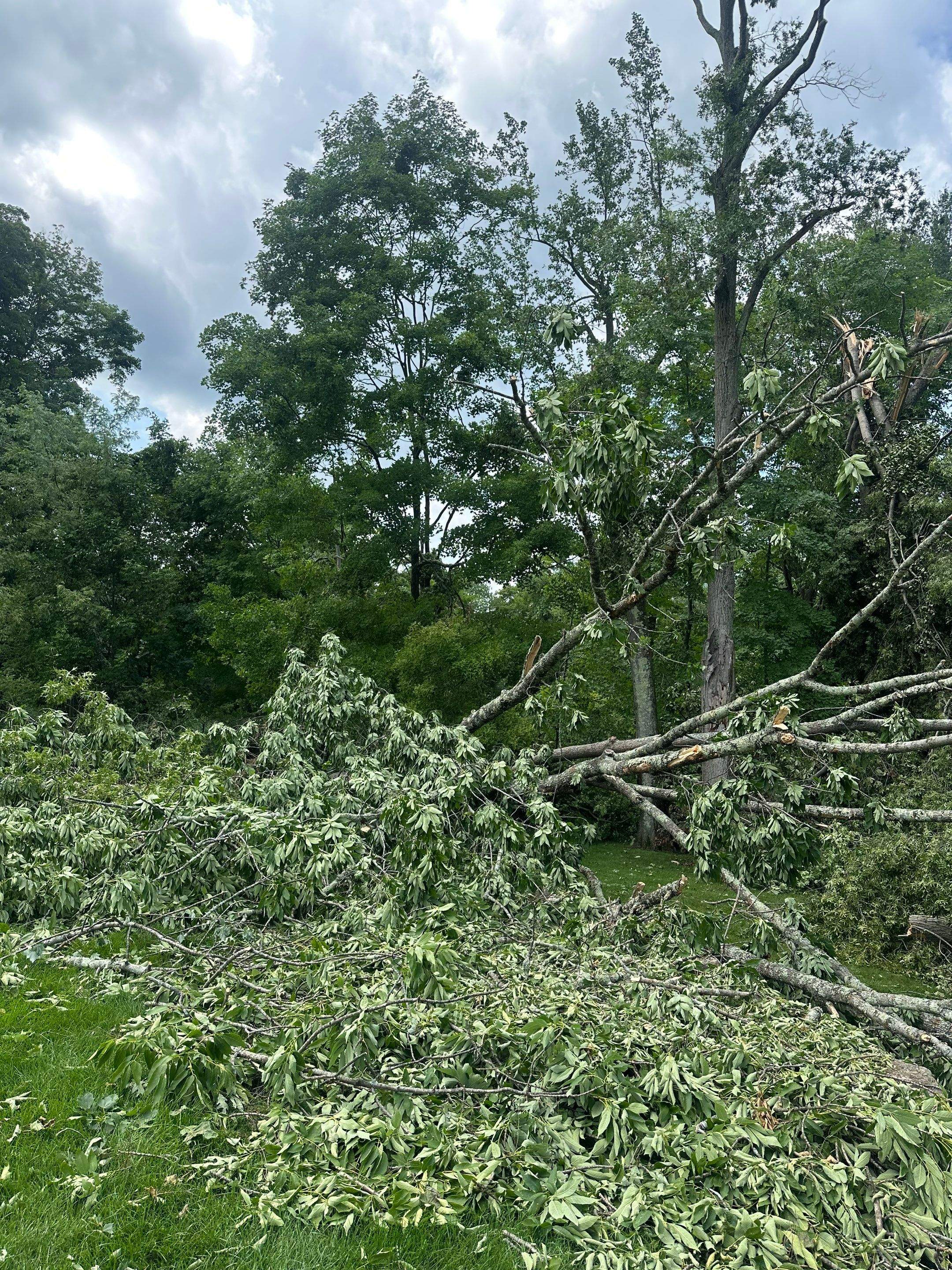 Emergency Tornado Damage Cleanup and Hazardous Tree Removal in Harrison by Fox Hill Luxury Real Estate Services